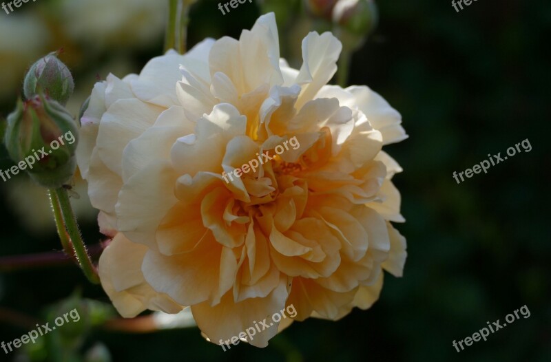 Rose Buff Beauty Garden Bloom Plant Spring