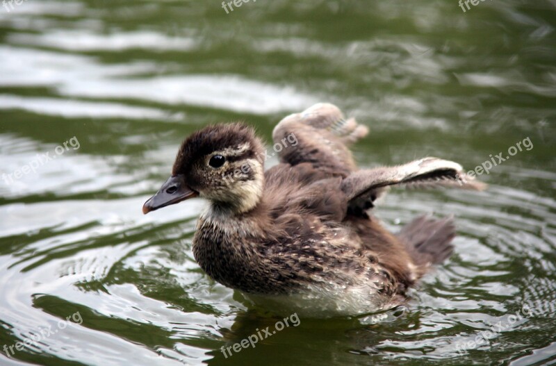 Duck Young Flying Learn Chicks