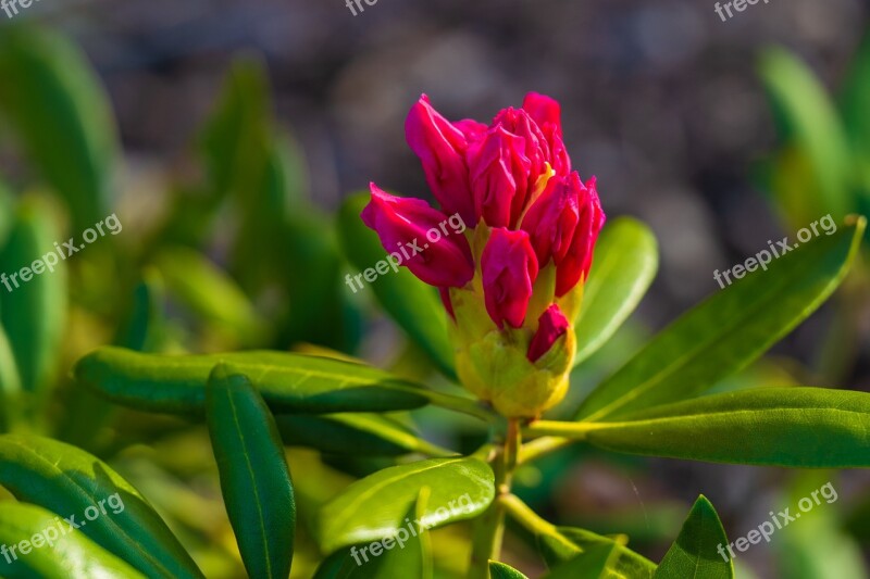 Rhododendron Blossom Bloom Flower Nature