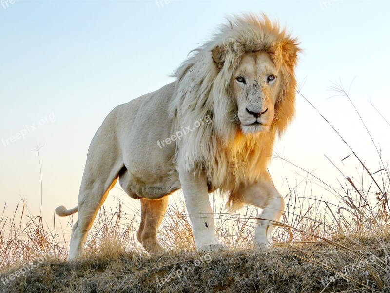 Male Lion Males Big Cat Wildlife Animal