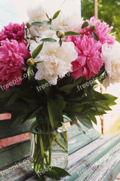 Peonies Summer Flowers Bright Still Life