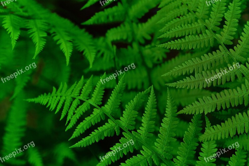 Fern Forest Nature Green Leaves