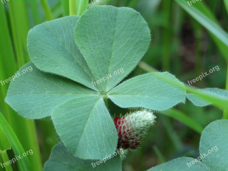 Klee Five-leaf Clover Forage Clover Red Flower Four Leaf Clover