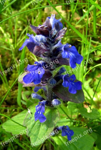 Ajuga Günsel Medicinal Plant Flowers Blue Purple