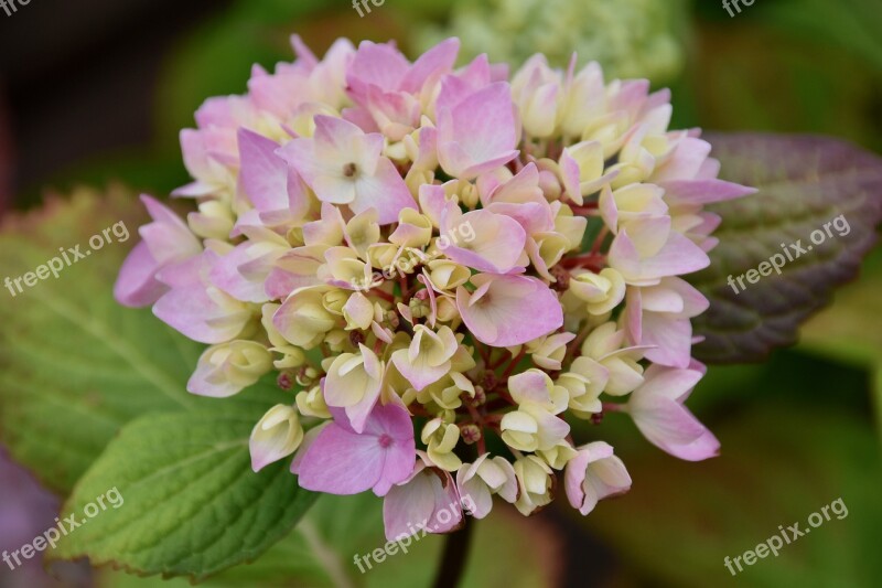 Flower Flower Hydrangea Pink Color Pink Hydrangea Flower Flower