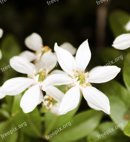 White Flowers Grass Green Fresh