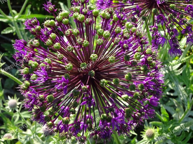 Allium Umbel Plant Flower Garden