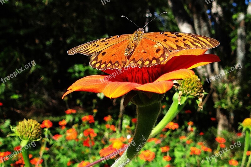 Butterfly Yellow Orange Insect Nature