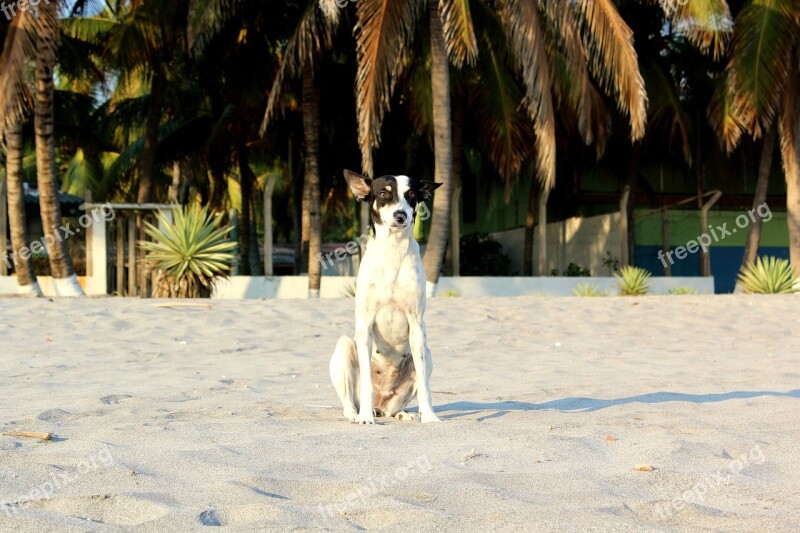 Beach Dog Palm Sand Animal