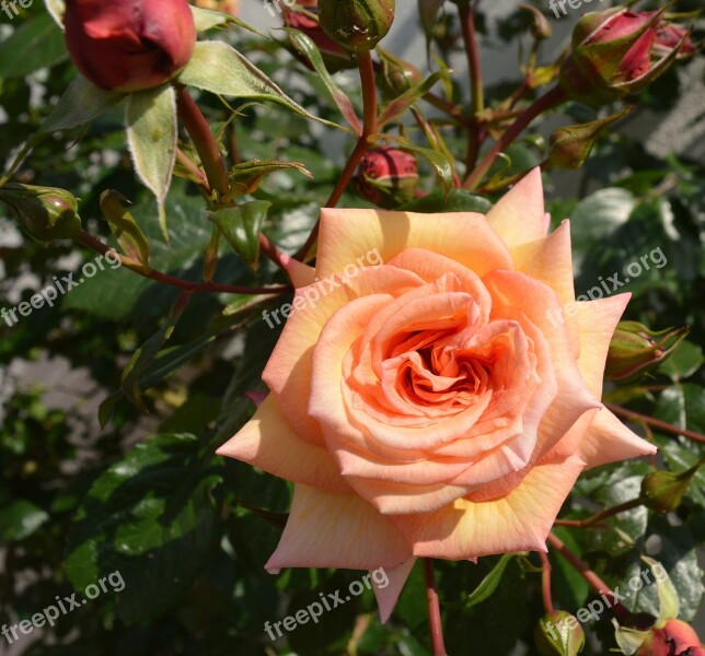 Rose Flower Blossom Bloom Nature