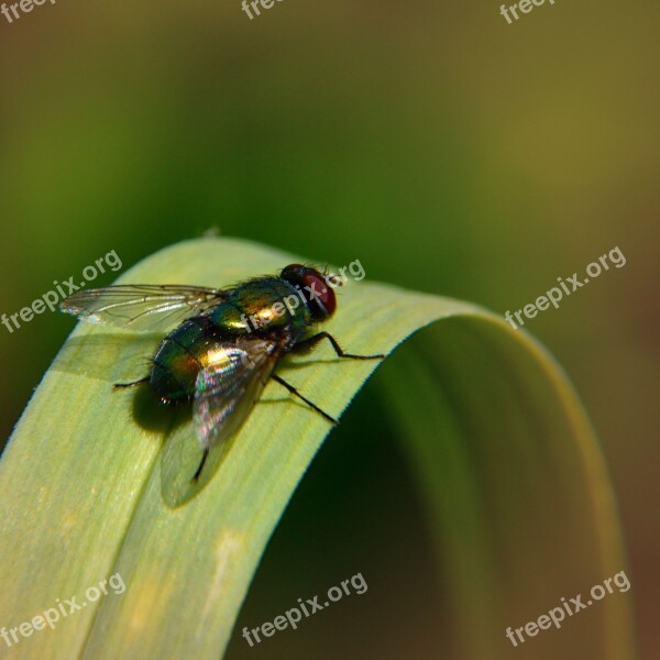 Fly Grass Nature Animal Green