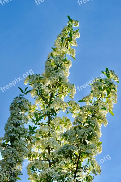 Hawthorn Flowers Bush Spring Nature