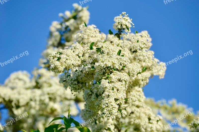 Hawthorn Flowers Bush Spring Nature