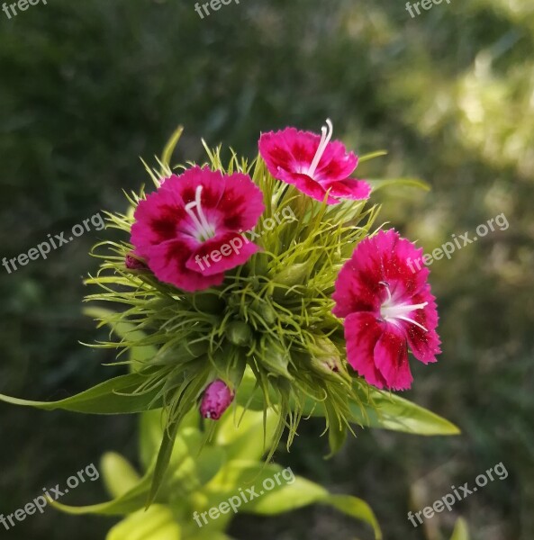 Bloom Garden Flower Nature Red