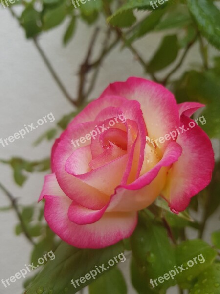 Rose Pink Rose Summer Rose Floribunda Pink