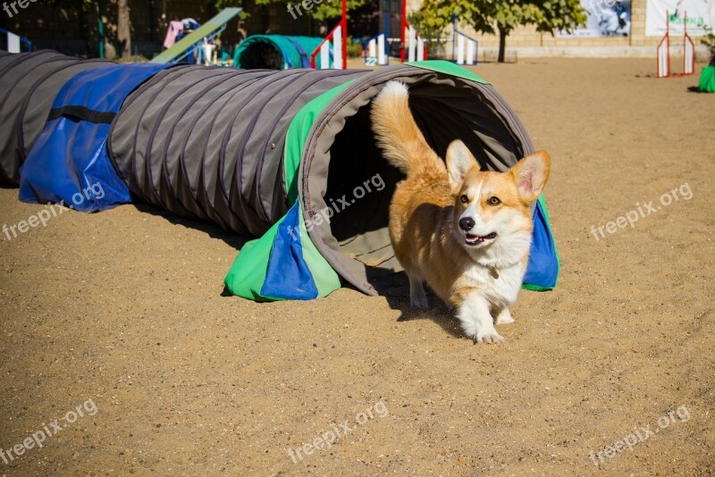 Welsh Corgi Pembroke Corgi Dog Pet Animal