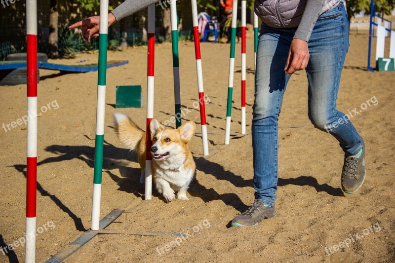 Welsh Corgi Pembroke Corgi Dog Pet Animal