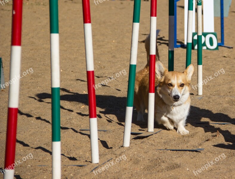 Welsh Corgi Pembroke Corgi Dog Pet Animal