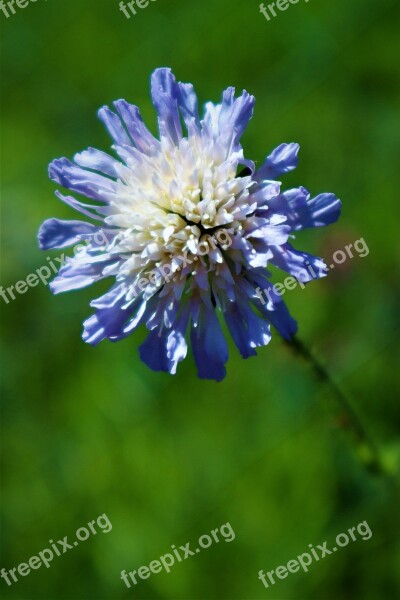 Flower Field Scabious Nature Close Up Free Photos