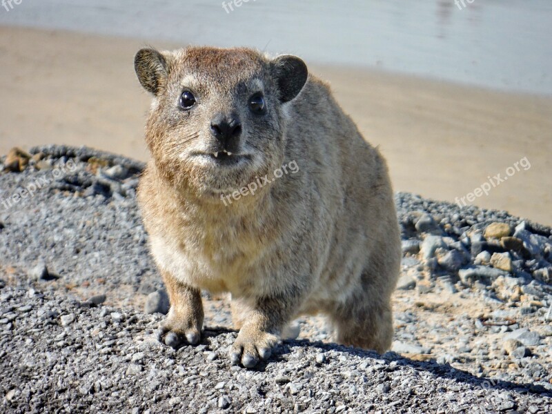 The Hyrax Marmot Animal Animal Portrait