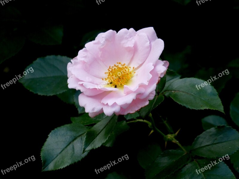 Rose Pink Close Up Blossom Bloom