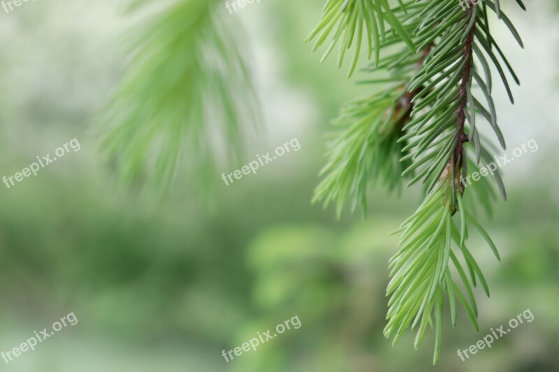 Forest Spruce Trees Nature Pine