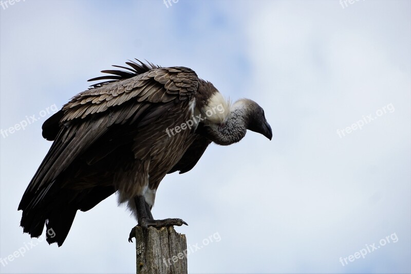 Wildlife Park Zoo Belgium Raptor Vulture