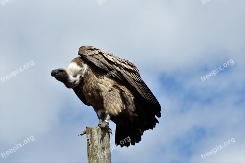 Wildlife Park Zoo Belgium Raptor Vulture