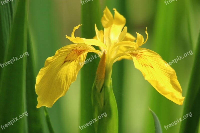 Blossom Bloom Yellow Green Background