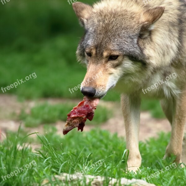 Wolf Meat Carnivores Face Predator