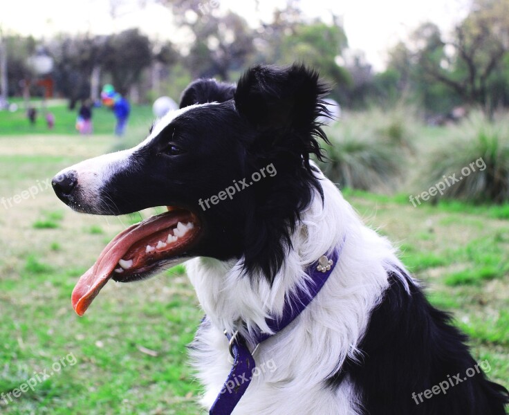 Dog Language Bordercollie Free Photos