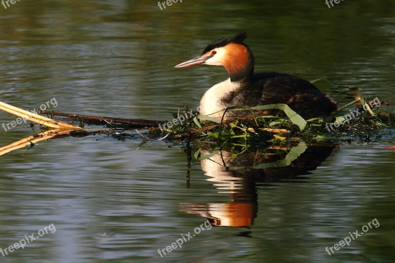 Grebe Bird Waterfowl Great Crested Grebe Birds