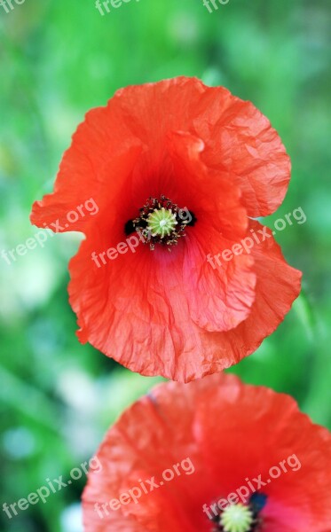 Klatschmohn Red Flower Nature Plant