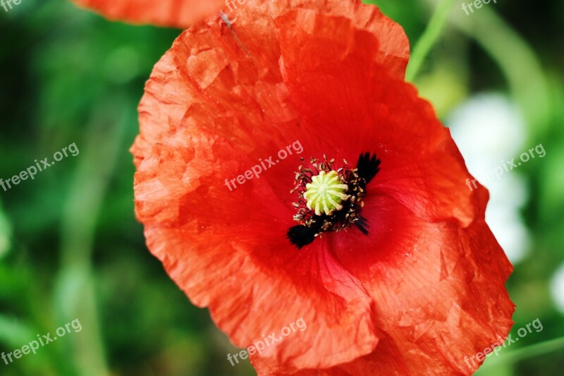 Klatschmohn Red Nature Flower Plant