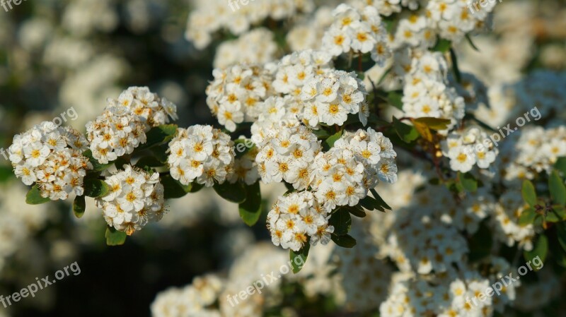 Nature Plants White Minor Flowers