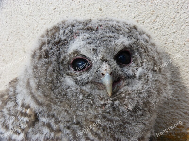 Tawny Owl Gamarús Chicken Down Free Photos