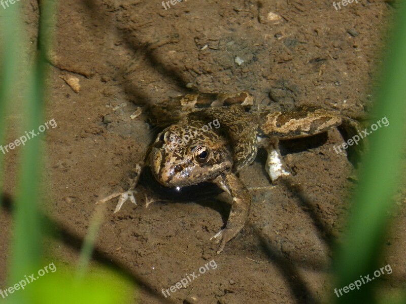 Frog River Pond Amphibious Free Photos