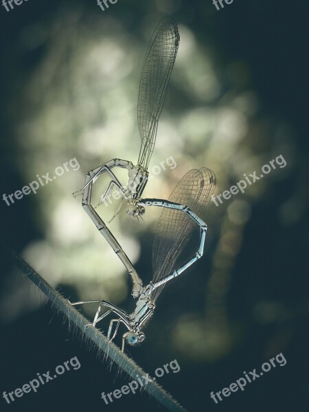 Dragonfly Demoiselle Insects Nature Animals