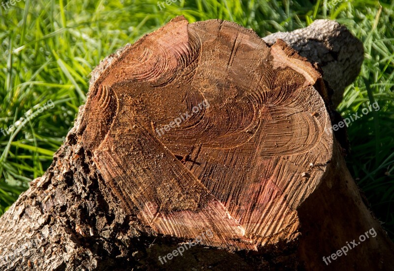 Wood Branch Tree Sawn Timber