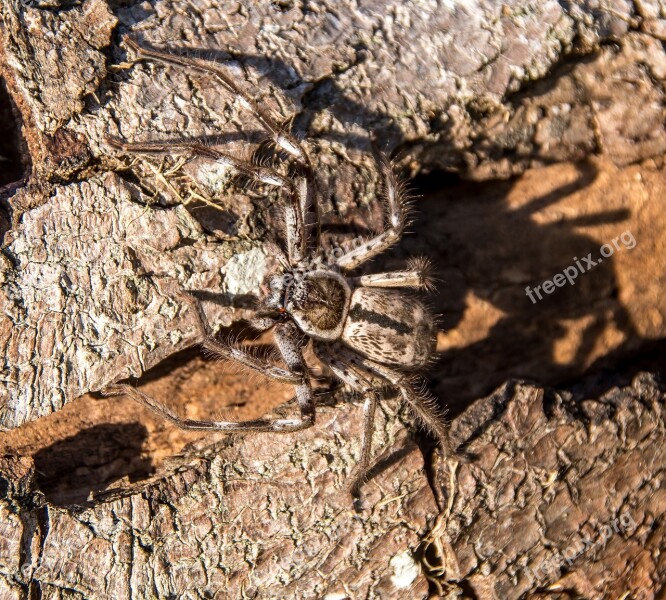 Spider Banded Hunstman Holconia Immanis Large Brown