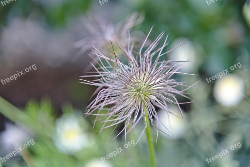 Pasqueflower Faded Pulsatilla Anemone Pointed Flower