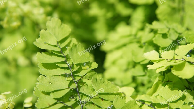 Leaves Green Nature Garden Dew