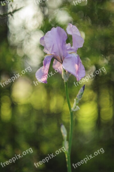 Iris Flower Spring Violet Garden