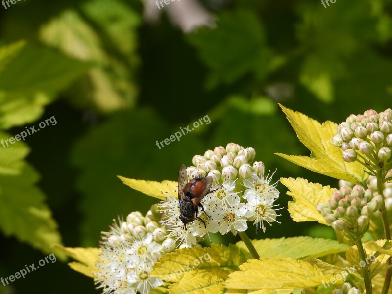 Mucha Bush Insect May Spring