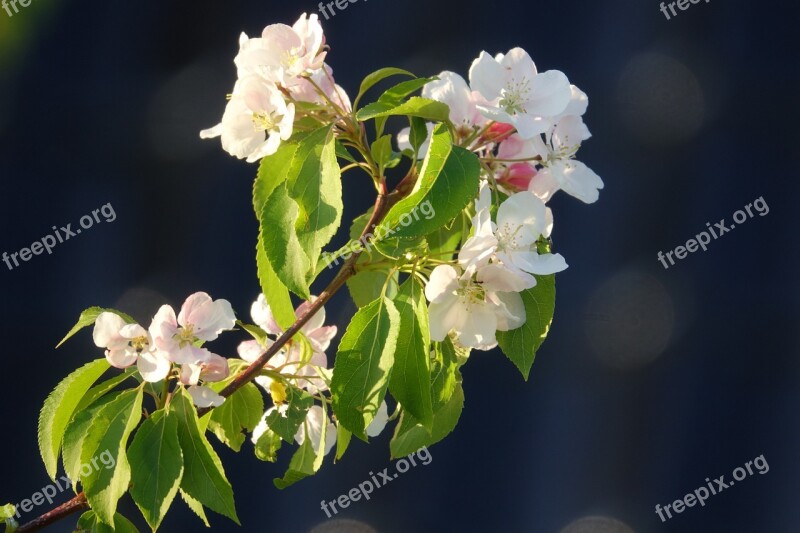 Ornamental Apple Red Sentinel Blossom Nature Free Photos