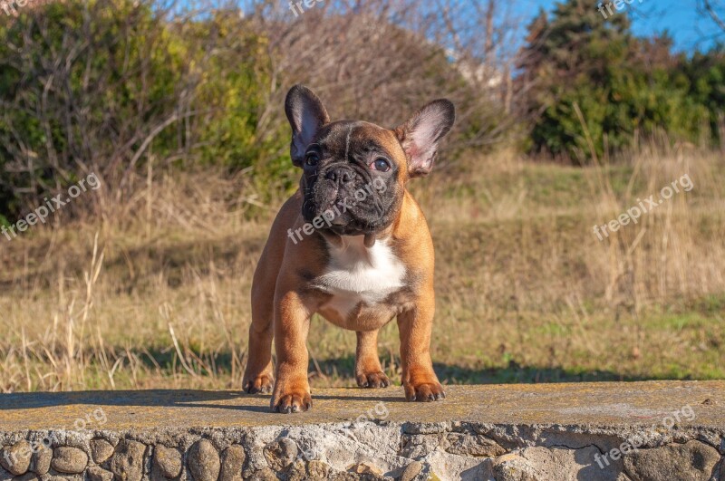 French Bulldog Puppy Pet Animal Pedigree