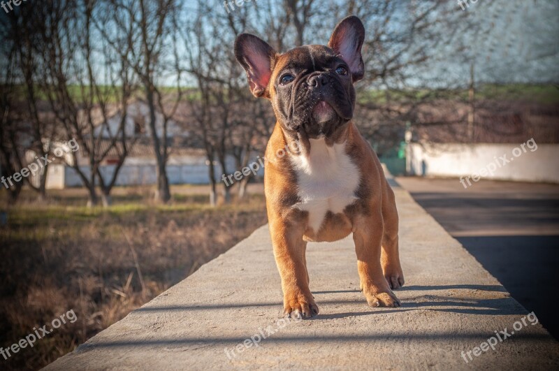 French Bulldog Puppy Pet Animal Pedigree