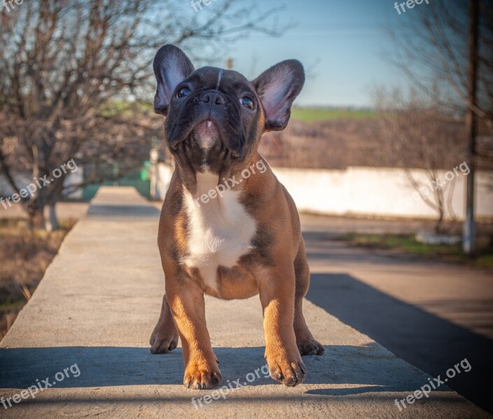 French Bulldog Puppy Pet Animal Pedigree