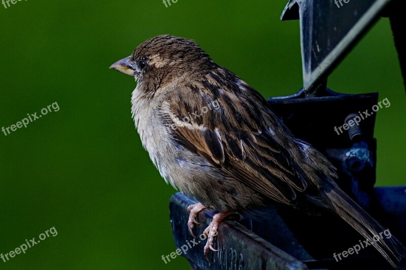 Sparrow Bird Sperling Plumage The Cheeky Sparrow