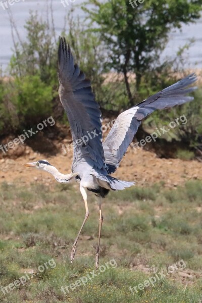 Grey Heron Africa Bird Flying Start